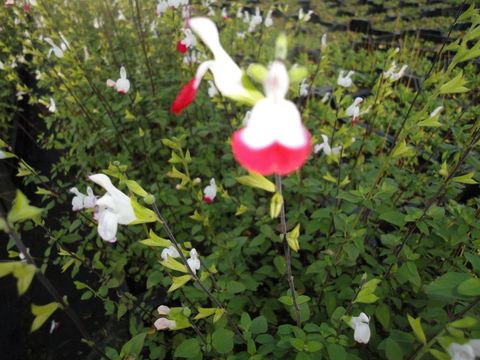 Salvia microphylla 'Hot Lips'