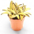 Kalanchoe tomentosa 'Golden Girl'