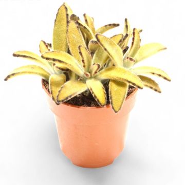 Kalanchoe tomentosa 'Golden Girl'