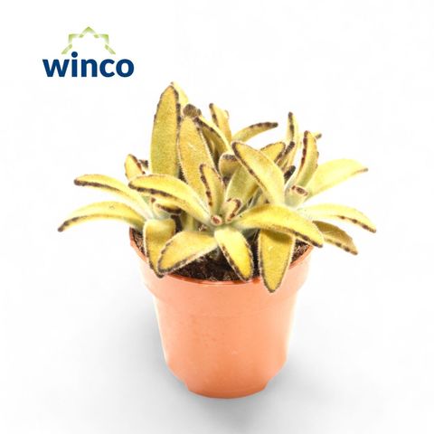 Kalanchoe tomentosa 'Golden Girl'