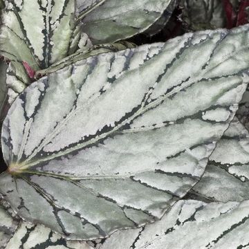 Begonia BELEAF ARCTIC BREEZE