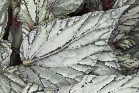 Begonia BELEAF ARCTIC BREEZE