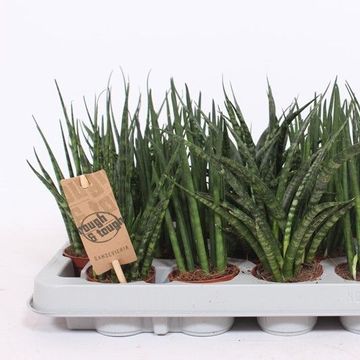 Sansevieria MIX