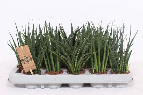 Sansevieria MIX