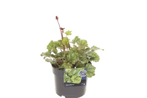 Heuchera sanguinea 'Coral Forest'