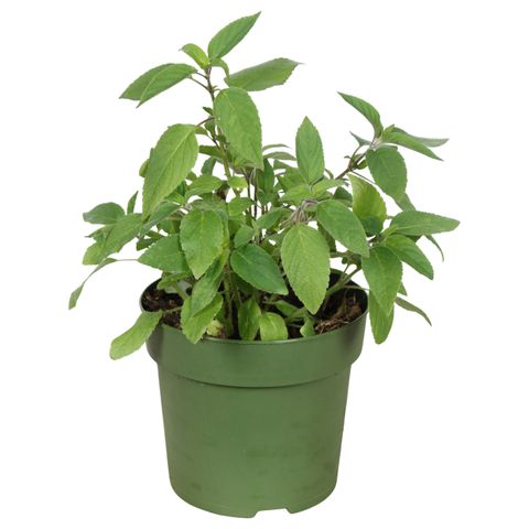 Salvia elegans 'Pino'