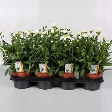 Leucanthemum x superbum 'Snow Lady'