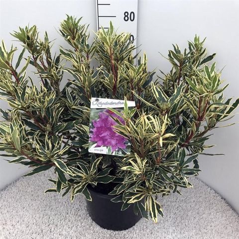 Rhododendron ponticum 'Variegatum'