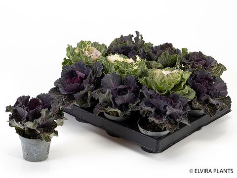 Brassica oleracea MIX