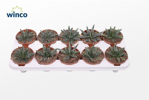 Agave victoriae-reginae