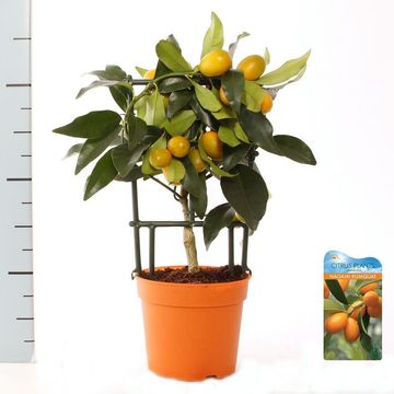 Citrus margarita 'Nagami'