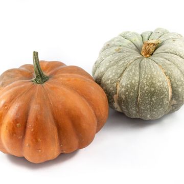 Cucurbita MIX