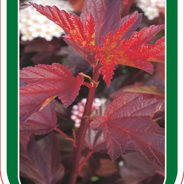 Physocarpus opulifolius DIABLE D'OR