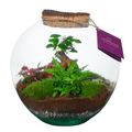 Ετοιμασίες Terrarium