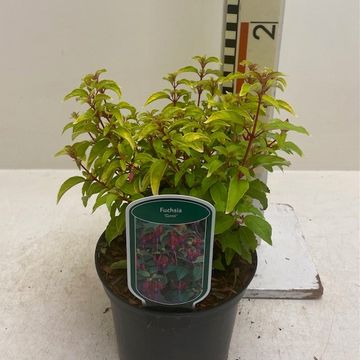 Fuchsia 'Genii'