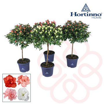 Rhododendron HORTINNO MIX