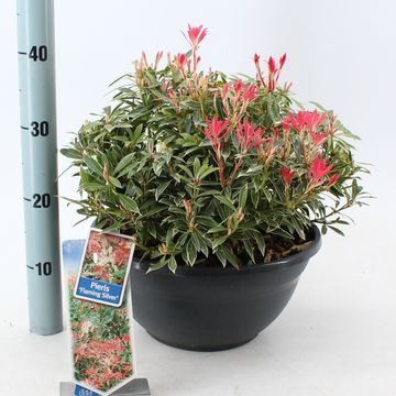 Pieris 'Flaming Silver'