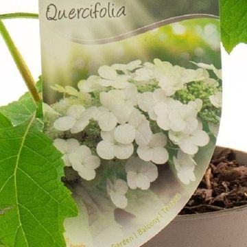 Hydrangea quercifolia