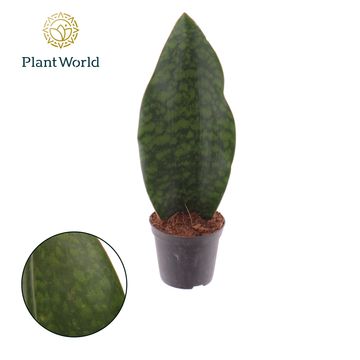 Sansevieria masoniana 'Whale Fin'