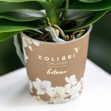 Phalaenopsis BLOSSOM YELLOW