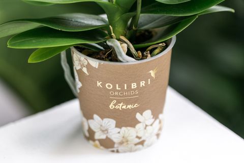 Phalaenopsis BLOSSOM YELLOW