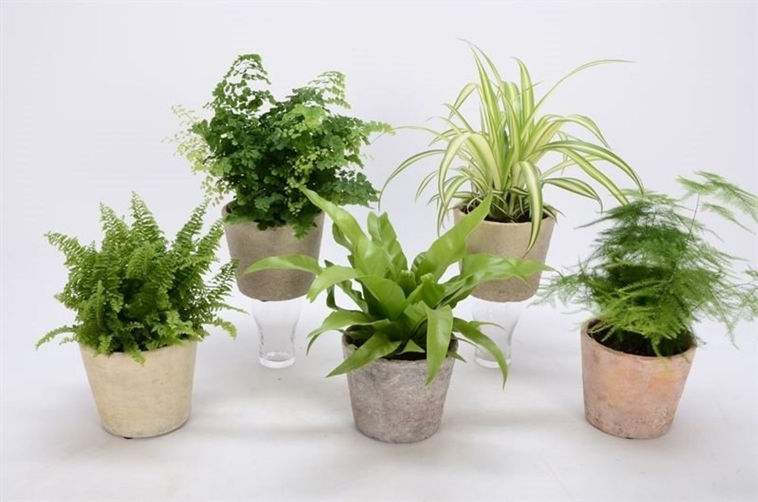 Houseplants MIX — Plant Wholesale FlorAccess