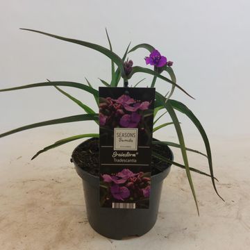 Tradescantia 'JS Brainstorm'
