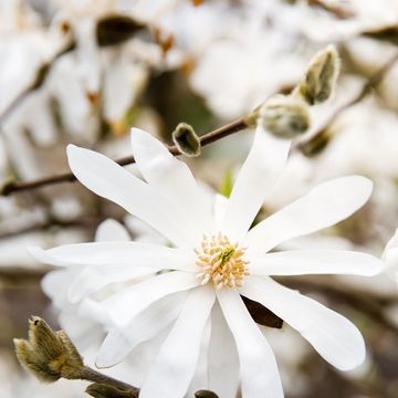 Magnolia stellata