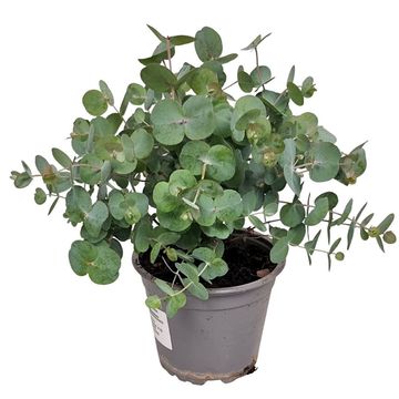 Eucalyptus cinerea 'Silver Dollar'