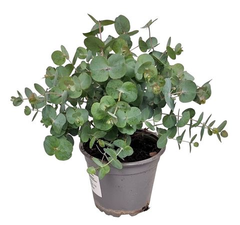 Eucalyptus cinerea 'Silver Dollar'