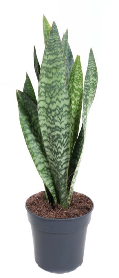 Sansevieria 'Jamaiquina Queen'