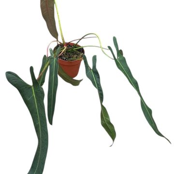 Філодендрон spiritus-sancti