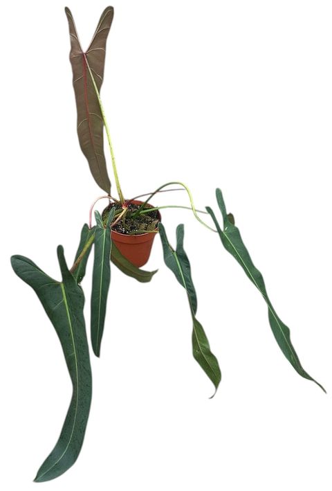 Philodendron spiritus-sancti