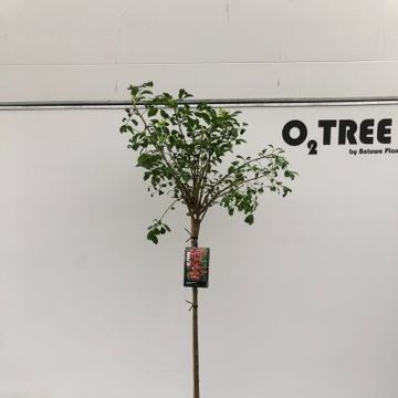 Euonymus phellomanus