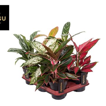 Aglaonema MIX