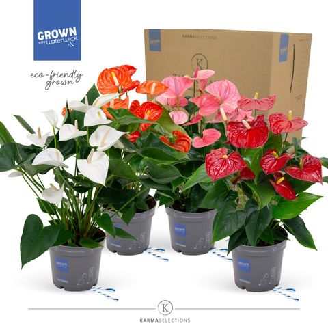 Anthurium MIX