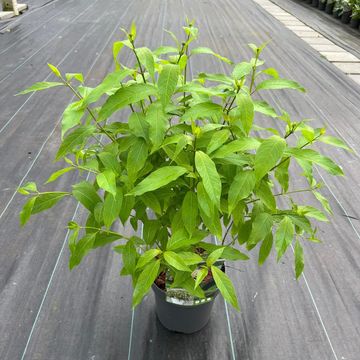 Cephalanthus 'Magical Moonlight'