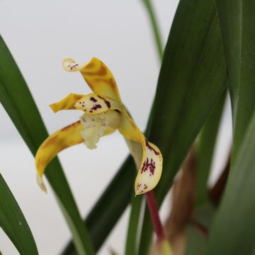 Maxillaria picta