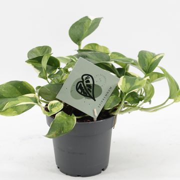 Epipremnum pinnatum 'Global Green'