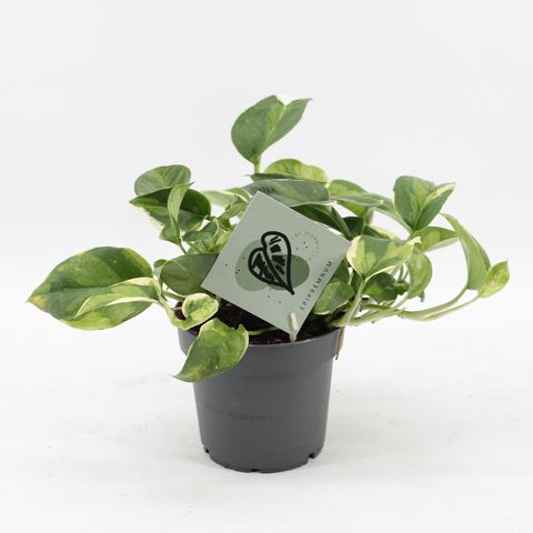 Epipremnum pinnatum 'Global Green'