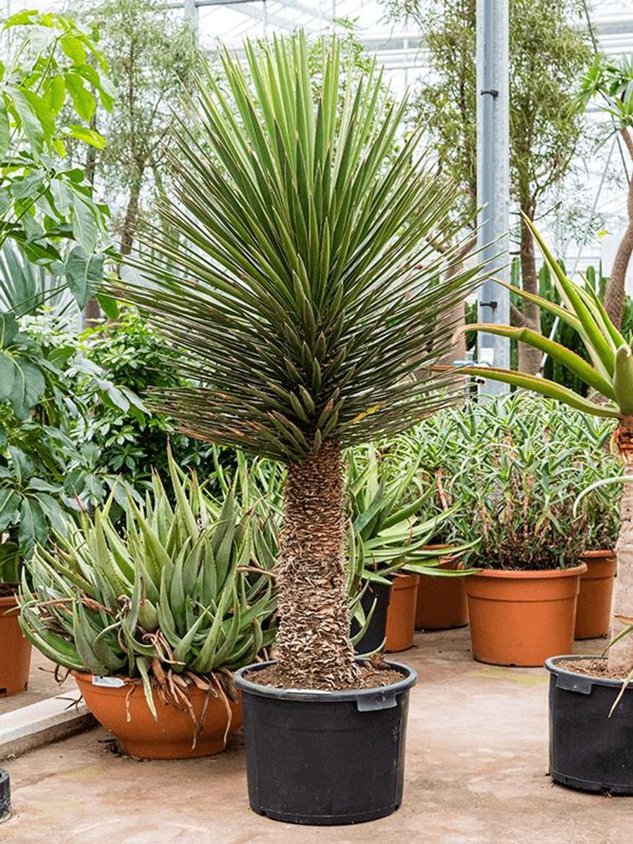 Yucca filifera — Plant Wholesale FlorAccess