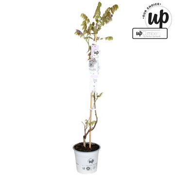 Wisteria 'Blue Waterfall'