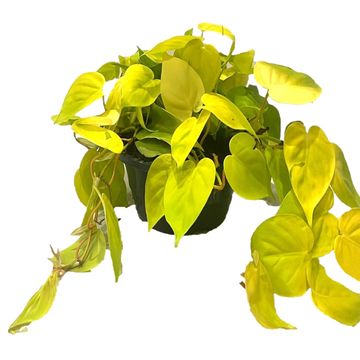 Filodendro scandens 'Lemon Lime'