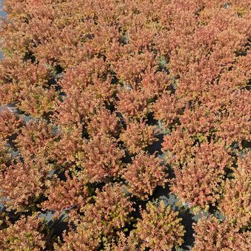Sedum album 'Coral Carpet'