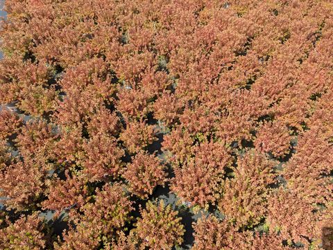 Sedum album 'Coral Carpet'