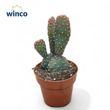 Opuntia basilaris caudata