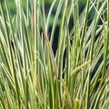 Acorus calamus