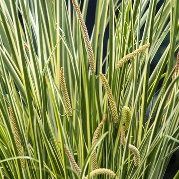 Acorus calamus