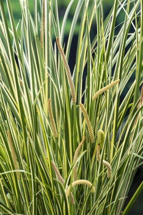 Acorus calamus