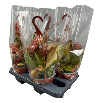 Nepenthes 'Gaya'